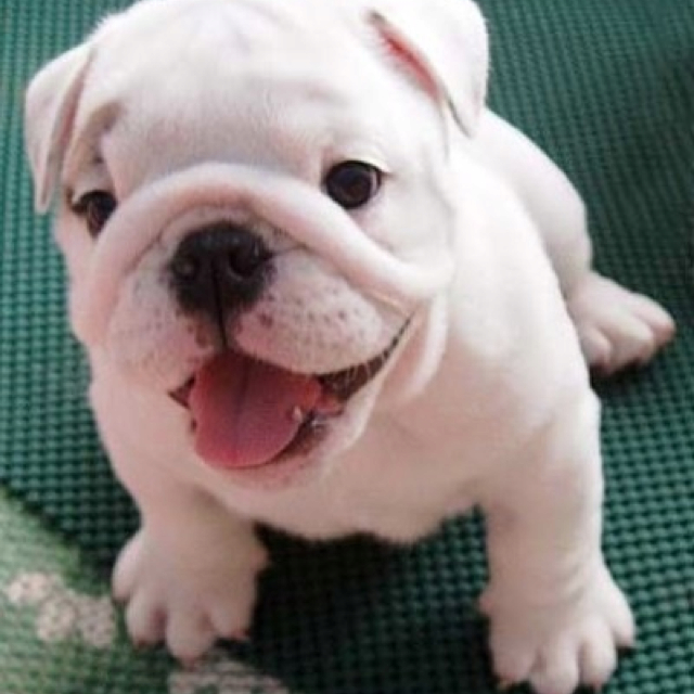 bulldog-white-1